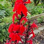 Lobelia cardinalisFlower