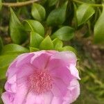 Leuenbergeria quisqueyana Flower