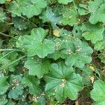 Alchemilla vulgaris Blad