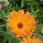 Calendula suffruticosa Blüte