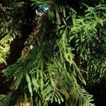 Araucaria nemorosa Hoja
