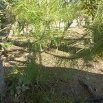 Casuarina equisetifolia Leaf