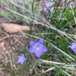 Campanula rotundifoliaFleur