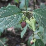 Mendoncia brenesii Vrucht