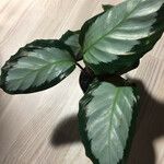 Calathea picturata Lehti