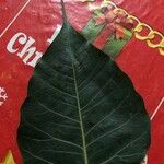 Cordia myxa Leaf