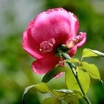 Rosa gallica Arall