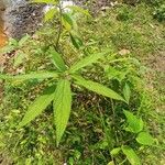 Debregeasia longifolia Leaf