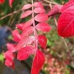 Rhus copallinum पत्ता