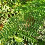 Clianthus puniceus Leaf