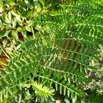 Clianthus puniceus Blatt