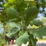 Quercus × rosacea Blad