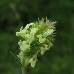 Sideritis hyssopifolia Fleur