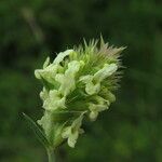 Sideritis hyssopifolia Квітка