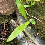 Utricularia longifolia Hoja