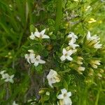 Daphne oleoides Квітка