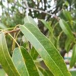 Brachychiton rupestris Leaf
