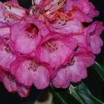 Rhododendron lanigerum Fleur