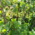 Berberis aetnensis Fruit