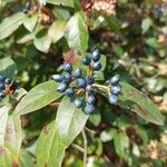 Viburnum rugosumFruit