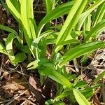 Hemerocallis citrina পাতা