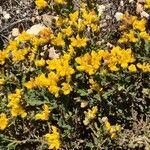 Genista delphinensis Blüte