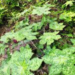 Podophyllum versipelle Levél