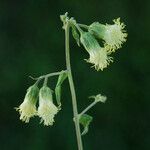 Brickellia grandiflora Květ