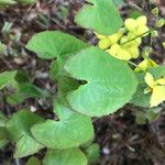 Epimedium pinnatum Leaf