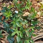 Rubus trivialis പുഷ്പം