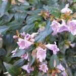 Abelia x grandiflora Flor