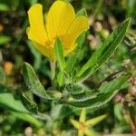 Ludwigia grandiflora Flor