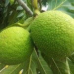 Artocarpus altilis Fruit