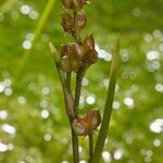 Scheuchzeria palustris Fruit