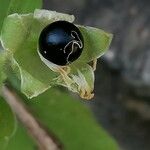 Silene baccifera Φρούτο