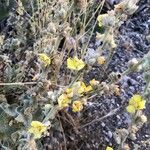 Verbascum undulatum Flower