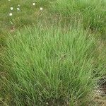 Carex nigra موطن