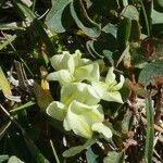 Oxytropis campestris Fula
