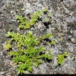 Herniaria glabra Leaf