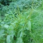 Rumex conglomeratus Habit