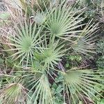 Chamaerops humilis Folha