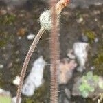 Pilosella officinarum Blomma