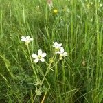 Saxifraga granulata 花