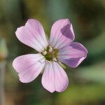 Vaccaria hispanica 花