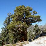 Juniperus occidentalis Habit