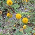 Vachellia farnesiana Õis