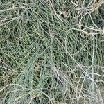 Ephedra equisetina बार्क (छाल)