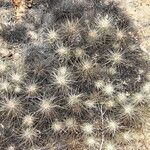 Echinocereus maritimus Blatt