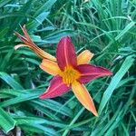 Hemerocallis minor Floare