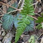 Dryopteris cristata पत्ता